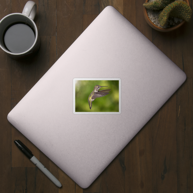 Anna's Hummingbird in Flight by JeffreySchwartz